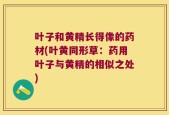 叶子和黄精长得像的药材(叶黄同形草：药用叶子与黄精的相似之处)