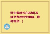 野生黄精长在石缝(石缝中发现野生黄精，惊艳观众！)