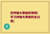 挖种植大黄精的视频(学习种植大黄精的全过程)