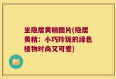 坐隐居黄精图片(隐居黄精：小巧玲珑的绿色植物时尚又可爱)