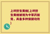 上坪野生黄精(上坪野生黄精被视为中草药新宠，具备多种保健功效)