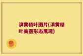 滇黄精叶图片(滇黄精叶美丽形态展现)