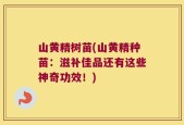 山黄精树苗(山黄精种苗：滋补佳品还有这些神奇功效！)