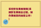 采挖野生黄精视频(采撷野生黄精全过程，制作黄精茶的秘密公开！)