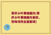 草药小叶黄精图片(草药小叶黄精图片解析、性味功效全面解读)