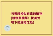 与黄精相似有毒的植物(植物鼠曲草：优美外观下的危险之处)