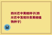 四川巴中黄精种子(四川巴中发现珍贵黄精植物种子)