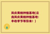 凤庆黄精种植基地(云南凤庆黄精种植基地：丰收季节等你来！)