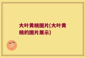 大叶黄精图片(大叶黄精的图片展示)