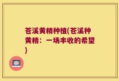 苍溪黄精种植(苍溪种黄精：一场丰收的希望)