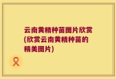云南黄精种苗图片欣赏(欣赏云南黄精种苗的精美图片)