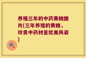 养殖三年的中药黄精图片(三年养殖的黄精，珍贵中药材呈优美风姿)