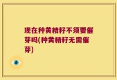 现在种黄精籽不须要催芽吗(种黄精籽无需催芽)