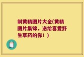 制黄精图片大全(黄精图片集锦，送给喜爱野生草药的你！)