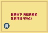 板栗树下 黄精黄精的生长环境与特点)