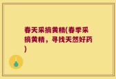 春天采摘黄精(春季采摘黄精，寻找天然好药)