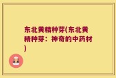 东北黄精种芽(东北黄精种芽：神奇的中药材)