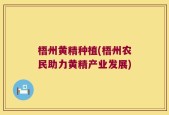 梧州黄精种植(梧州农民助力黄精产业发展)