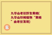 九华山老任野生黄精(九华山珍稀植物“黄精”由老任发现)