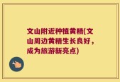 文山附近种植黄精(文山周边黄精生长良好，成为旅游新亮点)