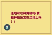 洼地可以种黄精吗(黄精种植适宜在洼地上吗？)