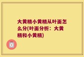 大黄精小黄精从叶面怎么分(叶面分析：大黄精和小黄精)