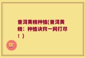 普洱黄精种植(普洱黄精：种植诀窍一网打尽！)