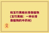 和玉竹黄精长得像植物(玉竹黄精：一种长得像植物的中药材)
