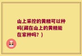 山上采挖的黄精可以种吗(藏在山上的黄精能在家种吗？)