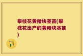 攀枝花黄精块茎苗(攀枝花出产的黄精块茎苗)