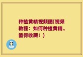 种植黄精视频图(视频教程：如何种植黄精，值得收藏！)