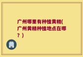 广州哪里有种植黄精(广州黄精种植地点在哪？)
