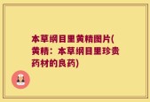 本草纲目里黄精图片(黄精：本草纲目里珍贵药材的良药)