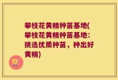 攀枝花黄精种苗基地(攀枝花黄精种苗基地：挑选优质种苗，种出好黄精)