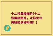十二种黄精图片(十二张黄精图片，让你见识黄精的多种形态！)