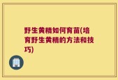 野生黄精如何育苗(培育野生黄精的方法和技巧)