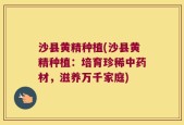 沙县黄精种植(沙县黄精种植：培育珍稀中药材，滋养万千家庭)