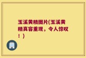 玉溪黄精图片(玉溪黄精真容重现，令人惊叹！)
