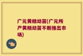 广元黄精幼苗(广元所产黄精幼苗不断推出市场)