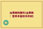 山黄精的图片(山黄精：营养丰富的中药材)