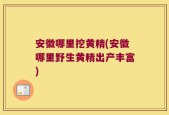安徽哪里挖黄精(安徽哪里野生黄精出产丰富)