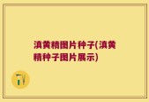 滇黄精图片种子(滇黄精种子图片展示)