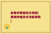 田里种黄精技术视频(黄精种植技术详解视频)