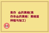 焦作  山药黄精(焦作市山药黄精：黄精苗种植与加工)