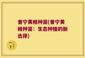 普宁黄精种苗(普宁黄精种苗：生态种植的新选择)