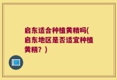 启东适合种植黄精吗(启东地区是否适宜种植黄精？)