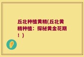 丘北种植黄精(丘北黄精种植：探秘黄金花期！)
