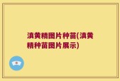 滇黄精图片种苗(滇黄精种苗图片展示)
