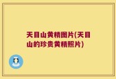 天目山黄精图片(天目山的珍贵黄精照片)