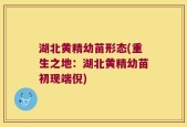 湖北黄精幼苗形态(重生之地：湖北黄精幼苗初现端倪)